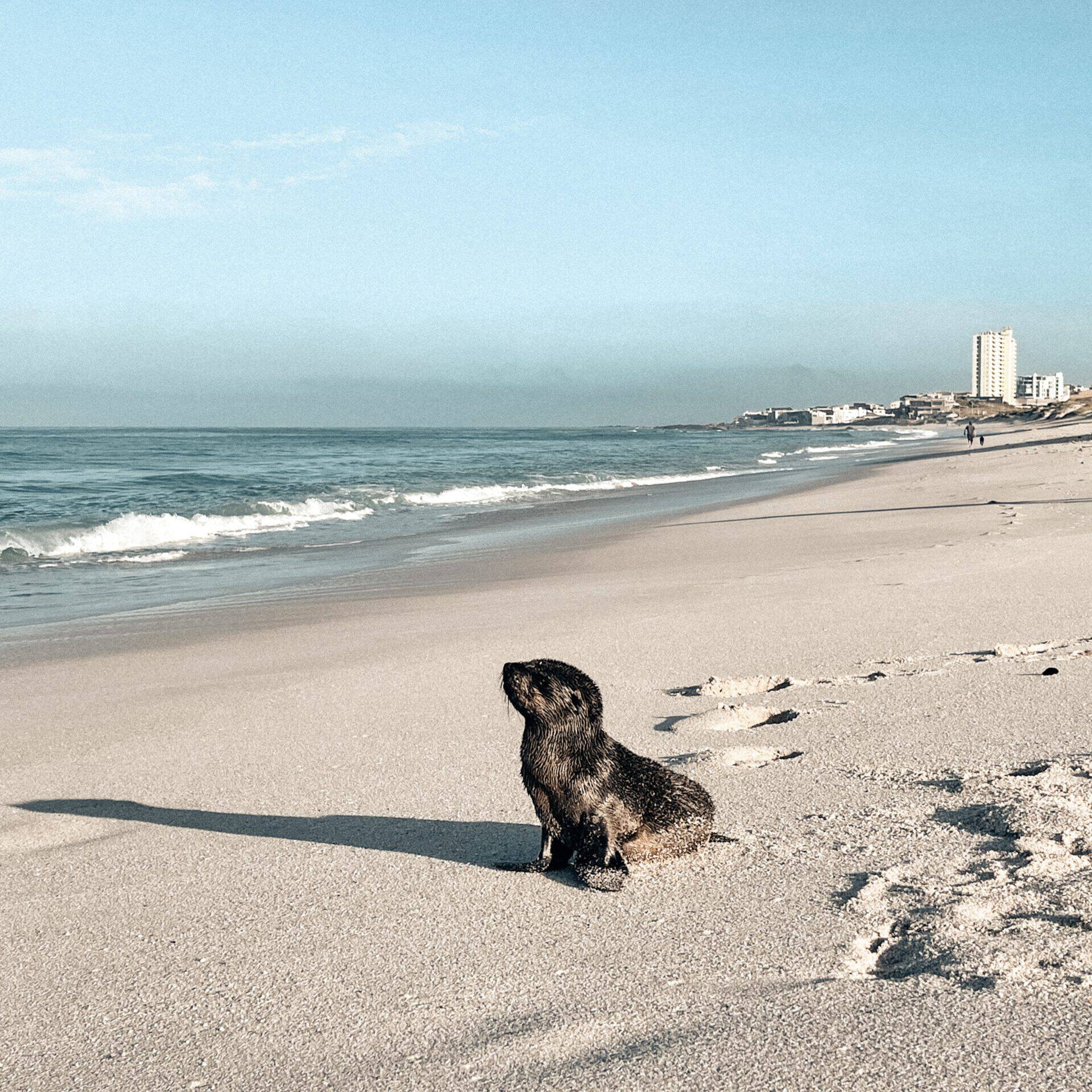 A seal pup sitting on the sandy shore of kite beach with the ocean waves in the background and distant buildings along the coastline under a clear sky.