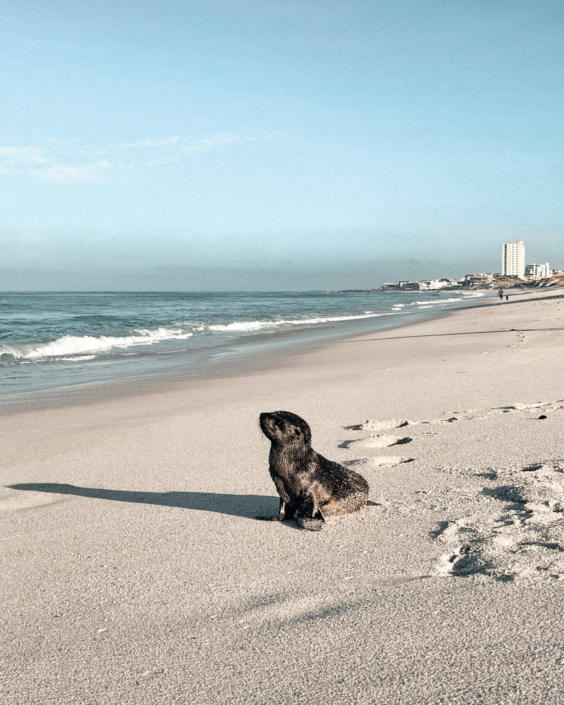 A seal pup sitting on the sandy shore of kite beach with the ocean waves in the background and distant buildings along the coastline under a clear sky.