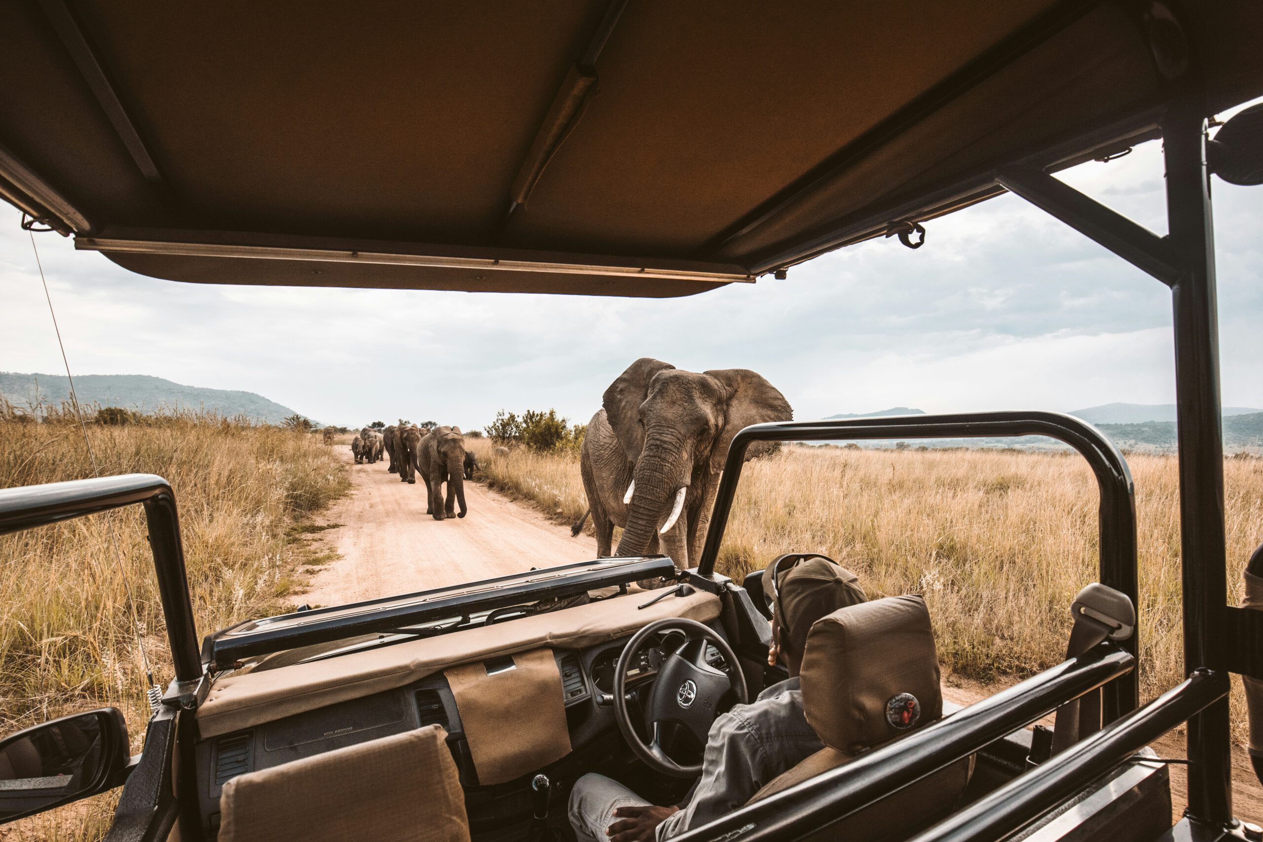 Safari Aquila Cape Town South Africa